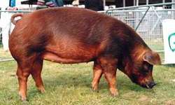Duroc-jersey.jpg