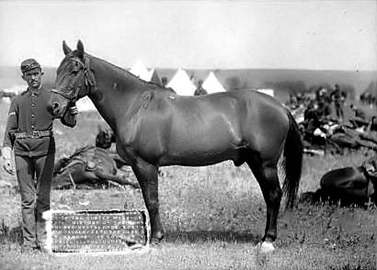 comanche-horse.jpg