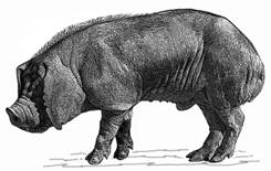 Taihu Fengjing-m-GR.jpg