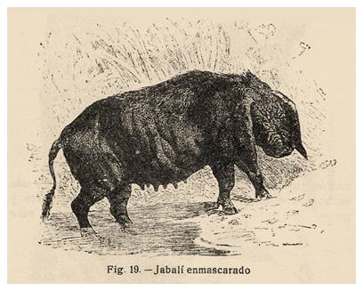 Jabali enmascarado japones-S pliciceps-b.jpg