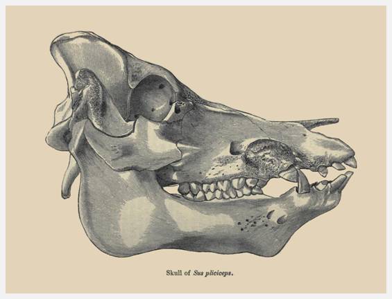 Sus plicipes.jpg