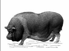 Vietnamita wiki-GR-2.jpg