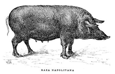 Raza napolitana.jpg