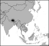 Cerdos Tibet China.jpg