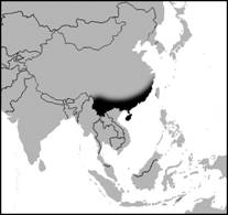 Cerdos Sur China.jpg