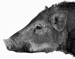 Sus scrofa taivanus.jpg