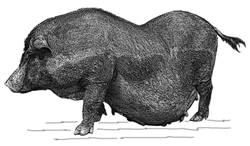 Muong khuong-Lao Cai-2-GR.jpg