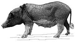 Blanco y negro de las colinas-Tailandia-GR.jpg