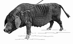 Puang pig-Tailandia-GR-2.jpg