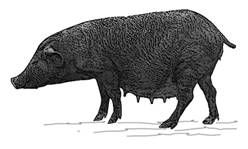 Mainduque-pig-1-GR.jpg