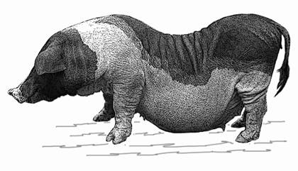 Liang Guang Small Spotted-GR.jpg