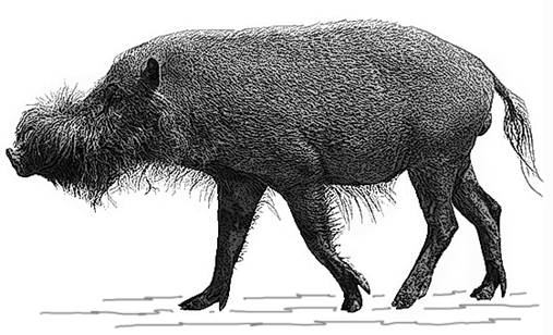 Bearded pig-GR.jpg