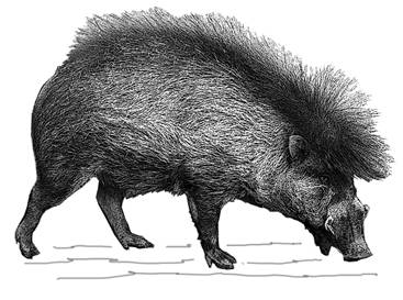 Sus cebifrons negrinus-GR.jpg