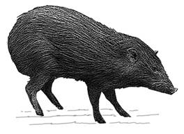 Sus saivanus-8-GR.jpg