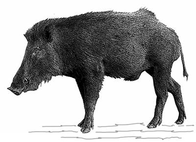 Sri Lanka-Yala-GR.jpg