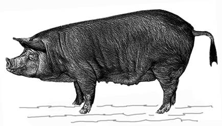 Chookjin Chamdon-Corea-GR.jpg