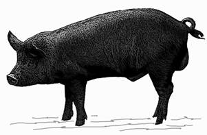 Jeju island pig-GR.jpg